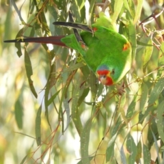 Lathamus discolor at Kambah, ACT - 7 Jul 2021