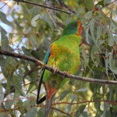 Lathamus discolor at Kambah, ACT - 7 Jul 2021