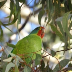 Lathamus discolor at Kambah, ACT - 7 Jul 2021