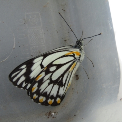 Belenois java (Caper White) at McKellar, ACT - 13 Nov 2020 by Birdy