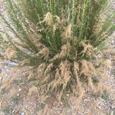 Cassinia sifton (Sifton Bush, Chinese Shrub) at Bruce, ACT - 14 Jun 2021 by jgiacon