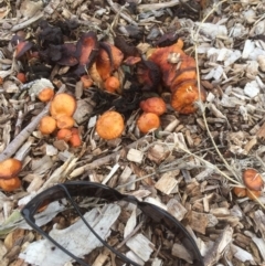 Leratiomyces ceres (Red Woodchip Fungus) at Belconnen, ACT - 11 Jul 2021 by JohnGiacon
