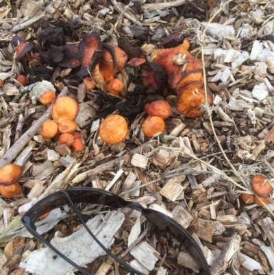 Leratiomyces ceres (Red Woodchip Fungus) at Belconnen, ACT - 11 Jul 2021 by JohnGiacon