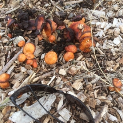 Leratiomcyes ceres (Red Woodchip Fungus) at Emu Creek - 11 Jul 2021 by JohnGiacon