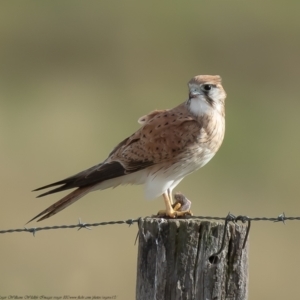 Falco cenchroides at Wallaroo, NSW - 13 Jul 2021 11:34 AM