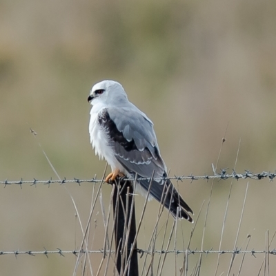 Elanus axillaris (Black-shouldered Kite) at Wallaroo, NSW - 13 Jul 2021 by Roger