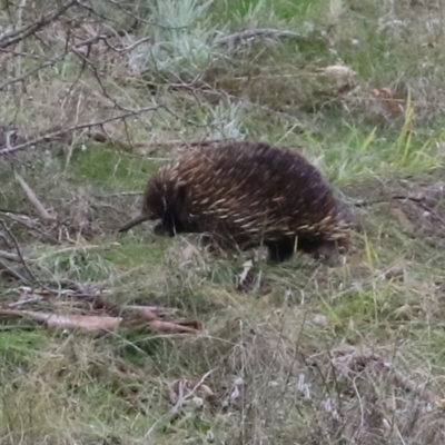 Tachyglossus aculeatus (Short-beaked Echidna) at Gigerline Nature Reserve - 13 Jul 2021 by RodDeb