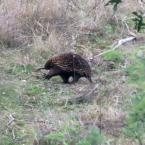 Tachyglossus aculeatus at Tennent, ACT - 13 Jul 2021