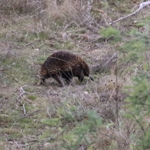 Tachyglossus aculeatus at Tennent, ACT - 13 Jul 2021