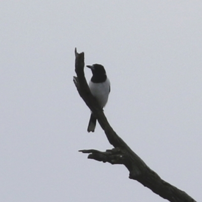 Cracticus nigrogularis (Pied Butcherbird) at Gigerline Nature Reserve - 13 Jul 2021 by RodDeb