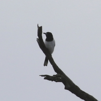 Cracticus nigrogularis (Pied Butcherbird) at Tennent, ACT - 13 Jul 2021 by RodDeb