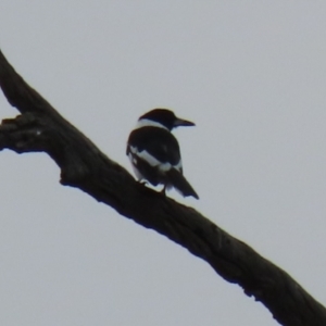 Cracticus nigrogularis at Tennent, ACT - 13 Jul 2021