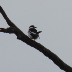 Cracticus nigrogularis at Tennent, ACT - 13 Jul 2021 12:46 PM