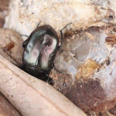 Chalcopteroides spectabilis (Rainbow darkling beetle) at Latham, ACT - 13 Jul 2021 by AlisonMilton