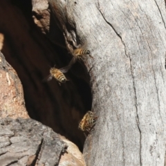 Apis mellifera (European honey bee) at Lake Ginninderra - 12 Jul 2021 by AlisonMilton