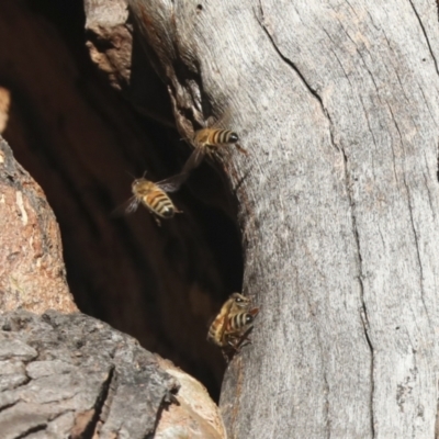 Apis mellifera (European honey bee) at Belconnen, ACT - 12 Jul 2021 by AlisonMilton