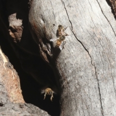 Apis mellifera at Belconnen, ACT - 12 Jul 2021