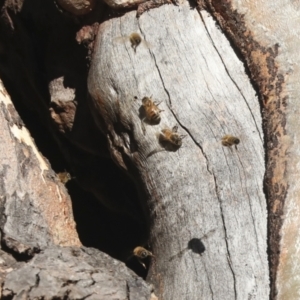 Apis mellifera at Belconnen, ACT - 12 Jul 2021