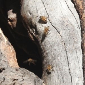 Apis mellifera at Belconnen, ACT - 12 Jul 2021