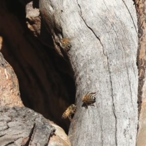 Apis mellifera at Belconnen, ACT - 12 Jul 2021