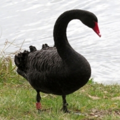 Cygnus atratus (Black Swan) at Gordon Pond - 14 Jul 2021 by RodDeb