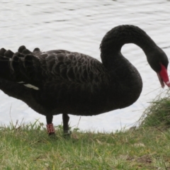 Cygnus atratus at Gordon, ACT - 14 Jul 2021 12:47 PM