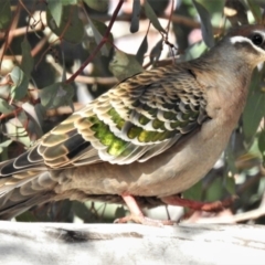 Phaps chalcoptera (Common Bronzewing) at Stromlo, ACT - 13 Jul 2021 by JohnBundock