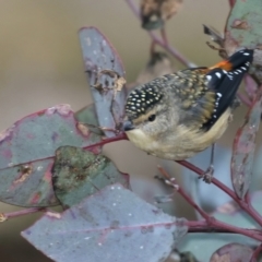 Pardalotus punctatus (Spotted Pardalote) at Hackett, ACT - 10 Jul 2021 by jb2602