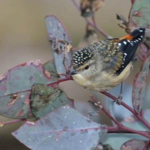 Pardalotus punctatus at Hackett, ACT - 10 Jul 2021 05:44 PM