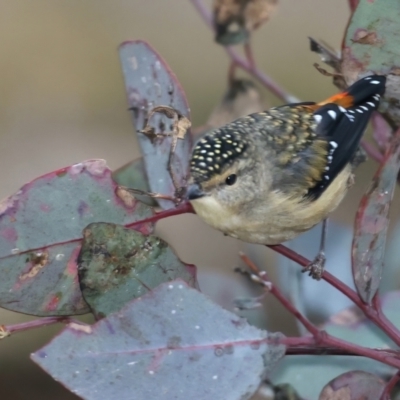 Pardalotus punctatus (Spotted Pardalote) at Hackett, ACT - 10 Jul 2021 by jb2602