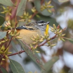 Pardalotus punctatus (Spotted Pardalote) at Hackett, ACT - 10 Jul 2021 by jb2602