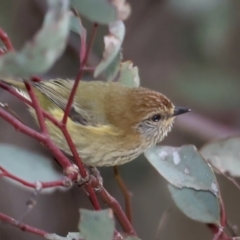 Acanthiza lineata (Striated Thornbill) at Hackett, ACT - 10 Jul 2021 by jb2602