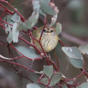 Acanthiza lineata at Hackett, ACT - 10 Jul 2021