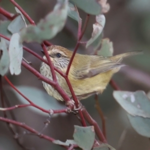 Acanthiza lineata at Hackett, ACT - 10 Jul 2021 05:37 PM