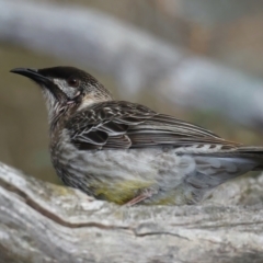 Anthochaera carunculata (Red Wattlebird) at Majura, ACT - 9 Jul 2021 by jb2602