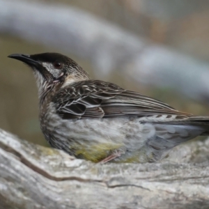 Anthochaera carunculata at Majura, ACT - 9 Jul 2021