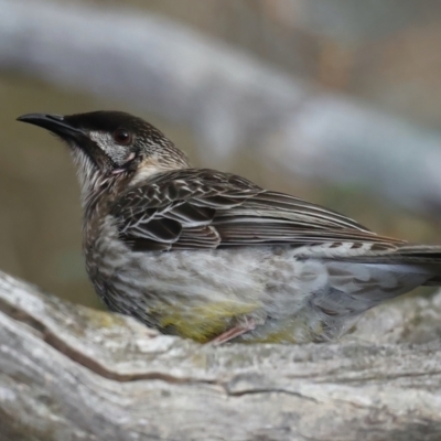 Anthochaera carunculata (Red Wattlebird) at Mount Ainslie - 9 Jul 2021 by jb2602