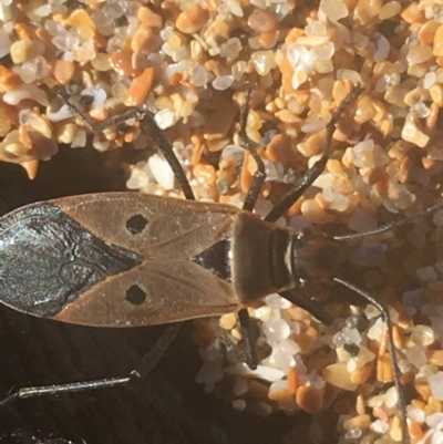 Dysdercus sidae (Pale Cotton Stainer) at Bombo, NSW - 10 Apr 2021 by NedJohnston