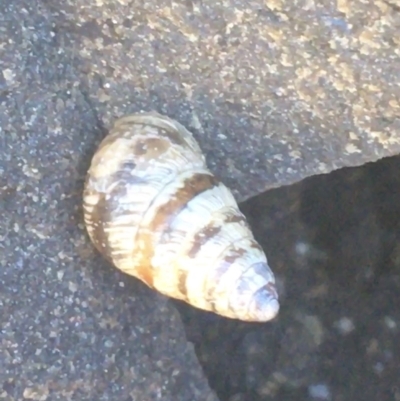 Cochlicella barbara (Small Pointed Snail) at Bombo, NSW - 10 Apr 2021 by NedJohnston