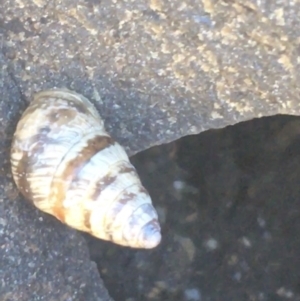 Cochlicella barbara at Bombo, NSW - 10 Apr 2021