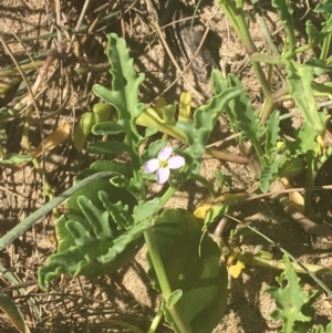 Cakile maritima at Bombo, NSW - 10 Apr 2021