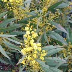 Acacia rubida (Red-stemmed Wattle, Red-leaved Wattle) at Holt, ACT - 13 Jul 2021 by sangio7