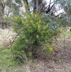 Acacia rubida at Holt, ACT - 13 Jul 2021 12:16 PM