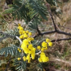 Acacia dealbata (Silver Wattle) at Holt, ACT - 13 Jul 2021 by sangio7