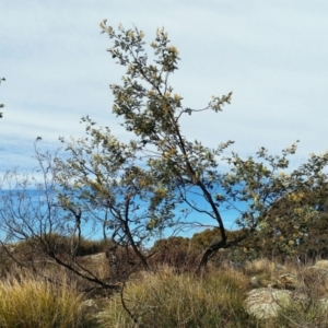 Acacia dealbata at Holt, ACT - 13 Jul 2021