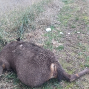 Cervus unicolor at Bywong, NSW - suppressed