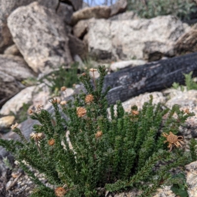 Olearia sp. Rhizomatica (I.R.Telford 11549) (Daisy Bush (Australian National Herbarium)) at Namadgi National Park - 24 May 2021 by EmmaCook