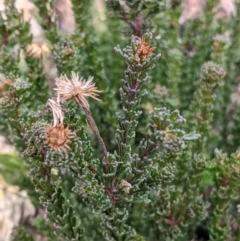 Olearia heloderma at Cotter River, ACT - 24 May 2021