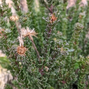 Olearia sp. Rhizomatica (I.R.Telford 11549) at Cotter River, ACT - 24 May 2021