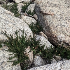 Olearia heloderma at Cotter River, ACT - 24 May 2021